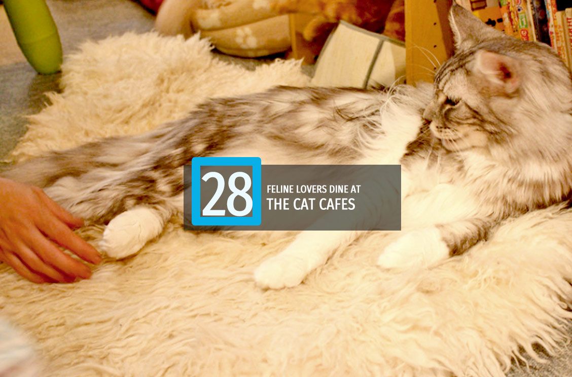 28-VISIT-CAT-CAFES