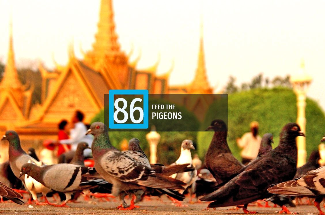 86-pigeons