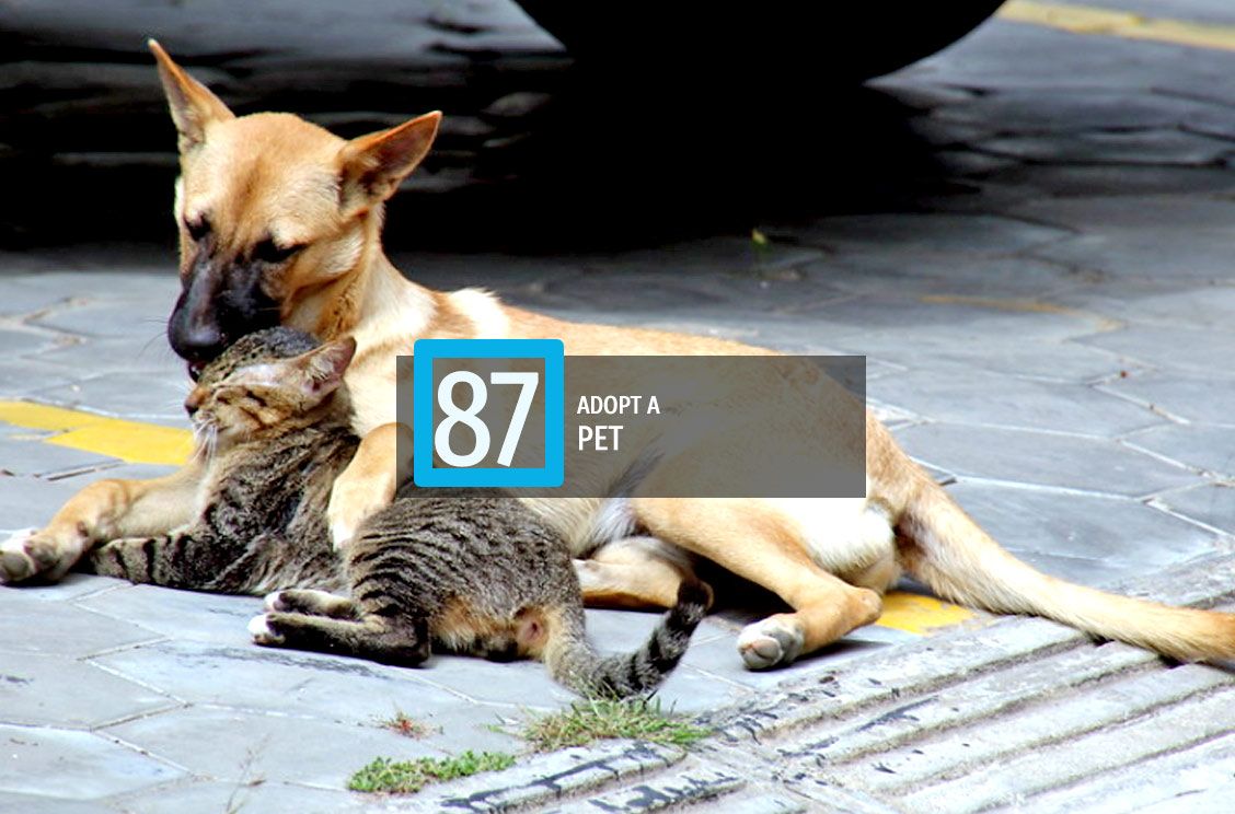 87-adopt-a-pet