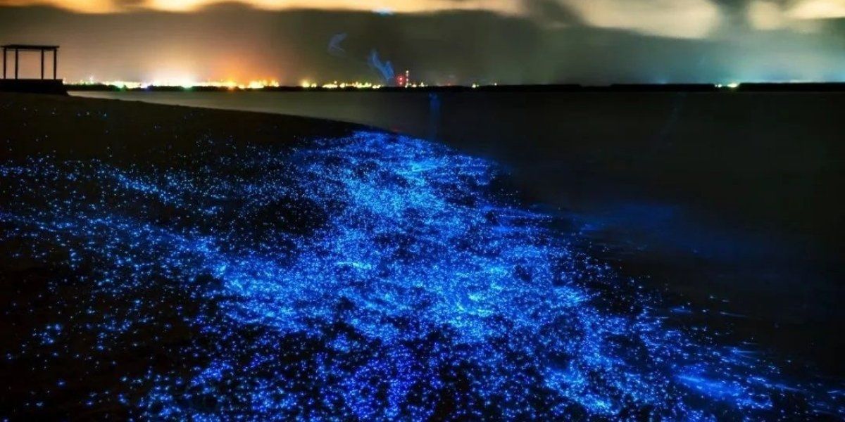 Bioluminescent Plankton - Koh Rong